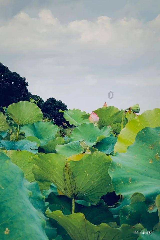 重庆成功完成最小年龄患儿肾移植手术